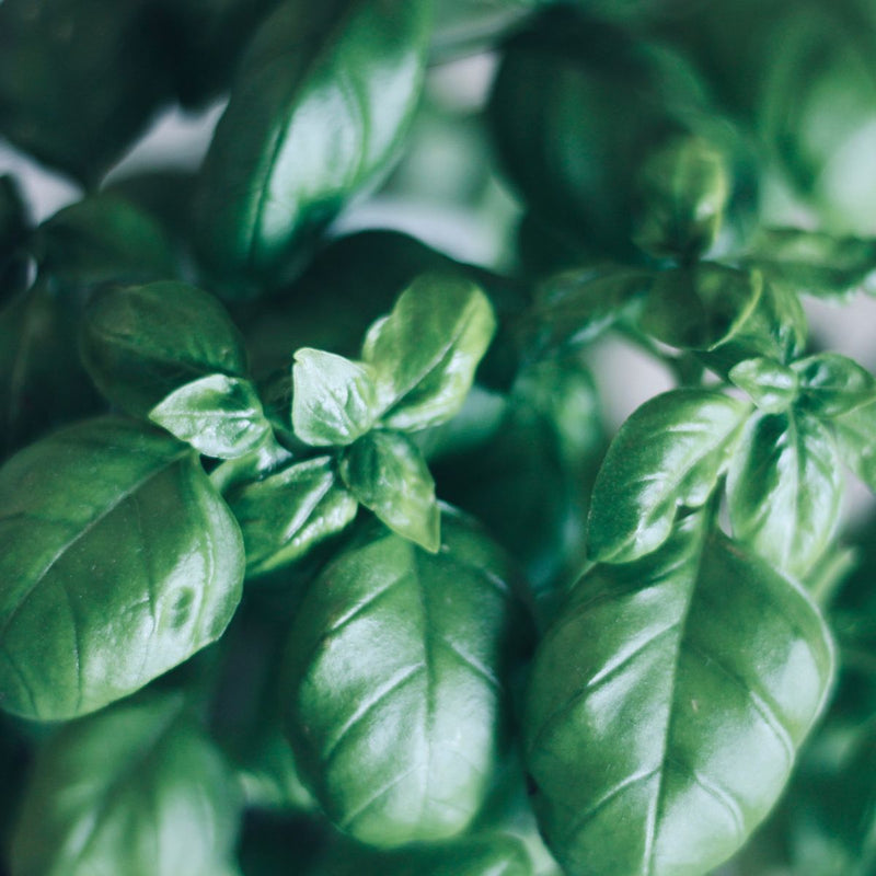 basil