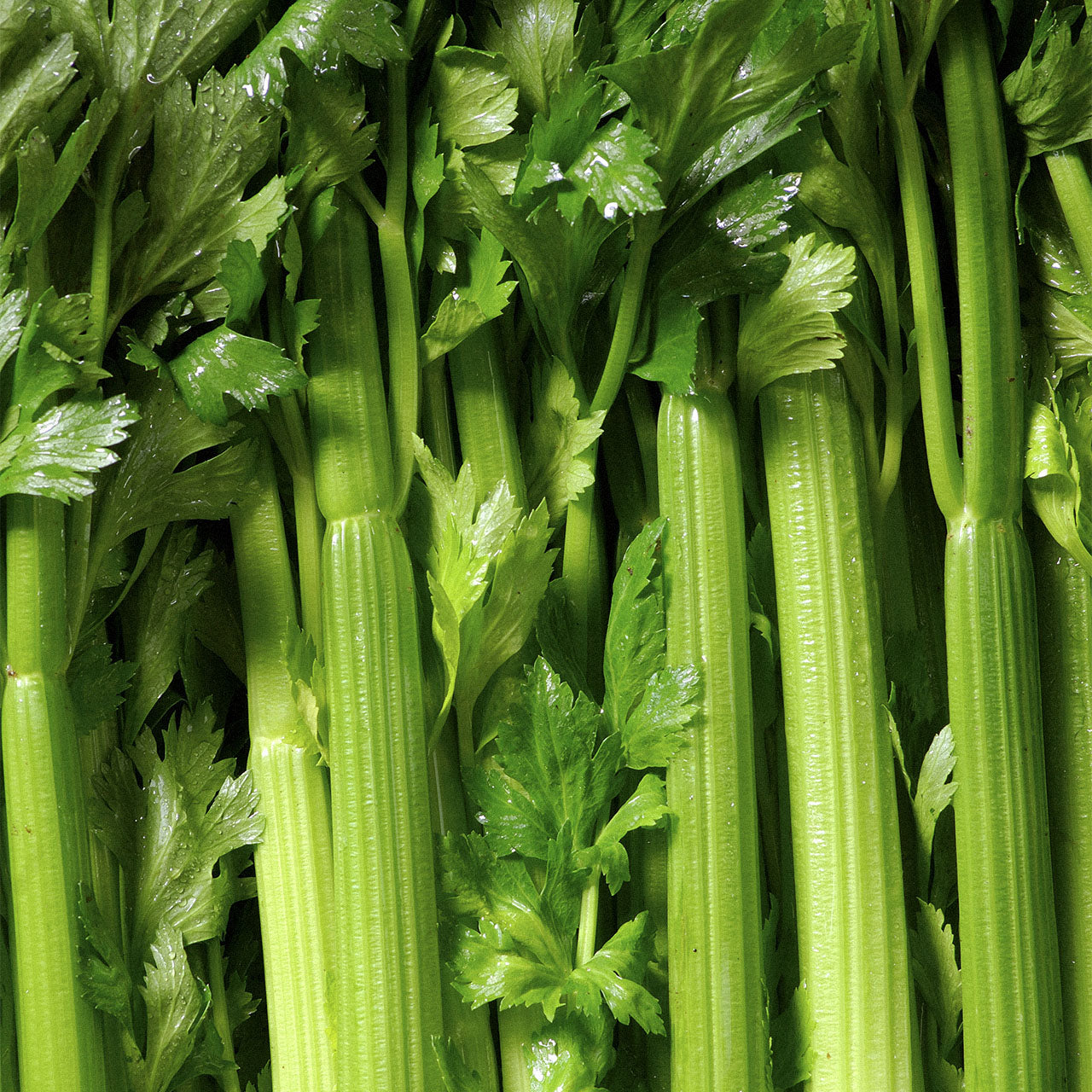 IDO Bio Selleriesaft | Bio Säfte kaufen | I·DO Bio