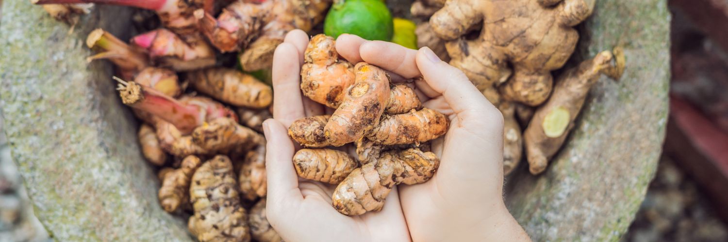 hands holding a bunch of turrmeric roots